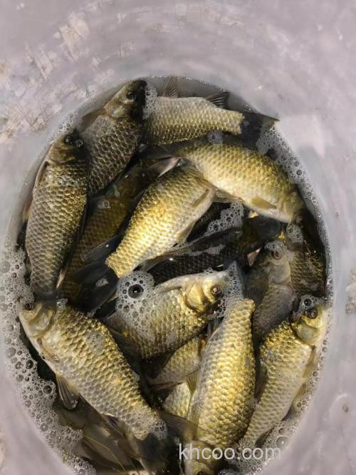 野生鲫鱼的4个觅食特点