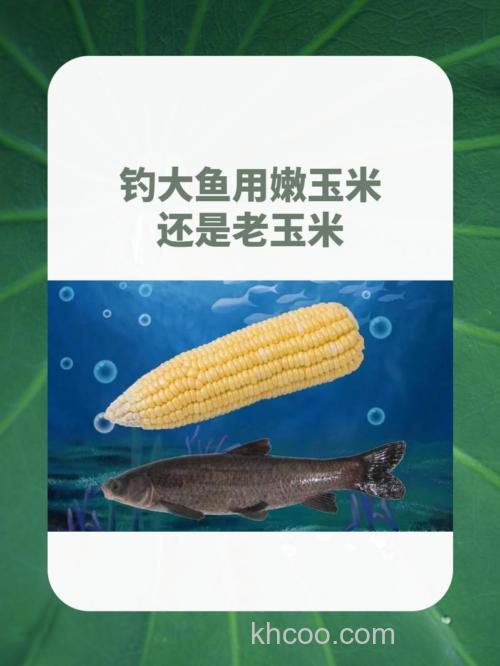 钓草鱼，究竟是用嫩玉米好还是用老玉米钓效果好？