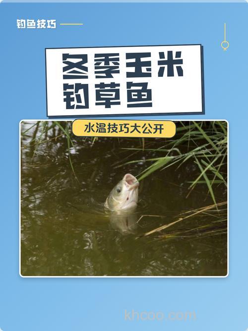 冬季钓草鱼用玉米可以吗 可以用什么玉米钓鱼