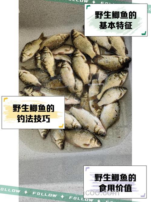 鲫鱼为何喜爱扎在水草丛里