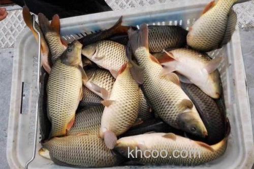 鱼塘ph值是7左右酱层厚怎么钓鱼