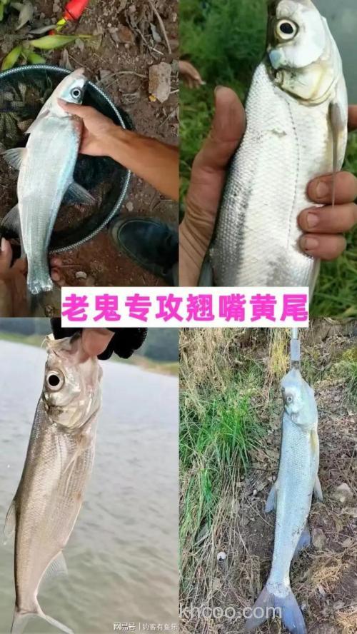 老鬼草鱼饵和玉米粒拌一起可以钓翘嘴吗?