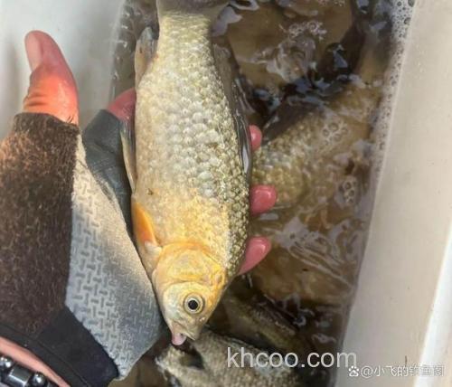 冬天鲫鱼吃小麦吗？