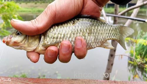 玉米泡酒可以钓什么鱼？