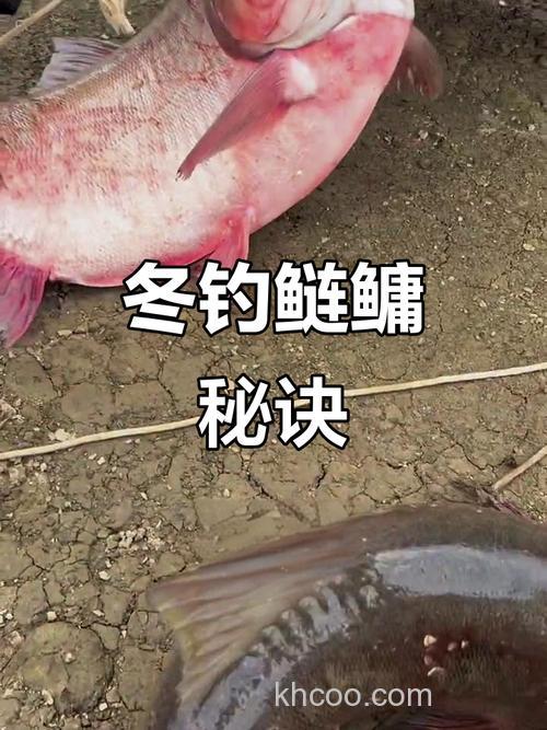 请问鲢鱼冬天可以钓吗？