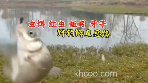 野钓鲫鱼时使用虫饵的技巧