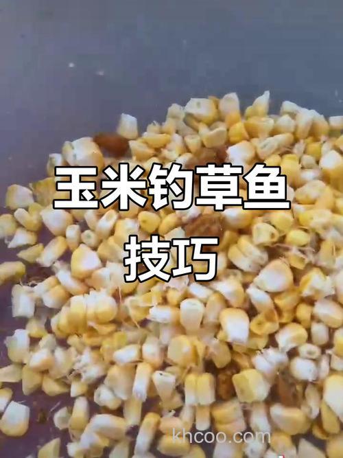 钓草鱼用玉米是煮熟的还是生的？