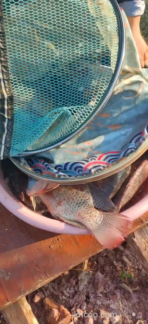 钓鱼用什么肉类最好？