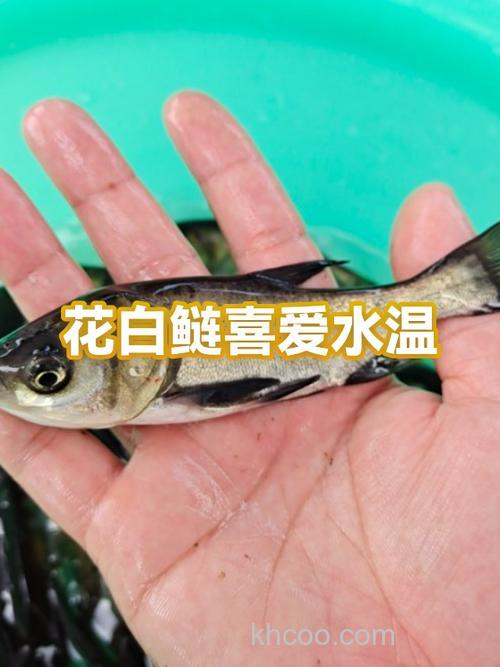 花白鲢吃泥鳅吗？