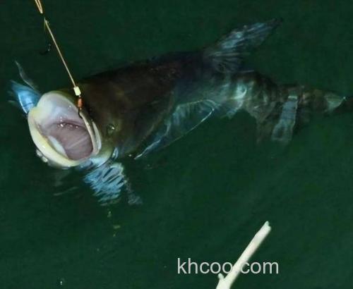 way巨鳙因何定名！专为作钓鲢鳙而生