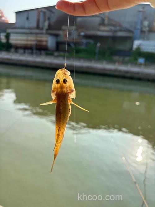 杂酒高粱钓啥鱼？