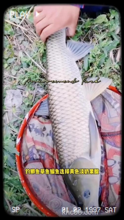 天冷野钓鲫鱼用蛋奶好还是果酸好？