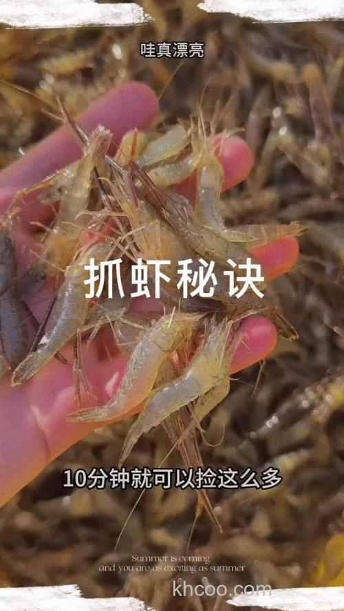 虾喜欢吃什么?怎样下饵才好抓?