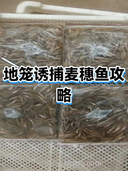 诱捕麦穗鱼的饵料？