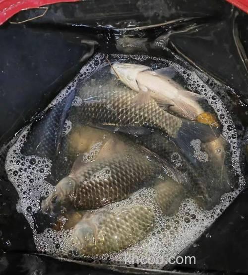 冬钓鲫鱼有这4个特点的地方一定有鱼群