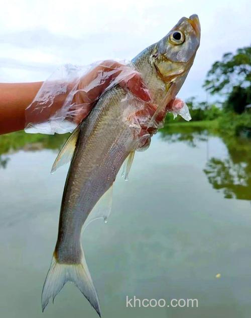 现在这个季节适合钓什么鱼