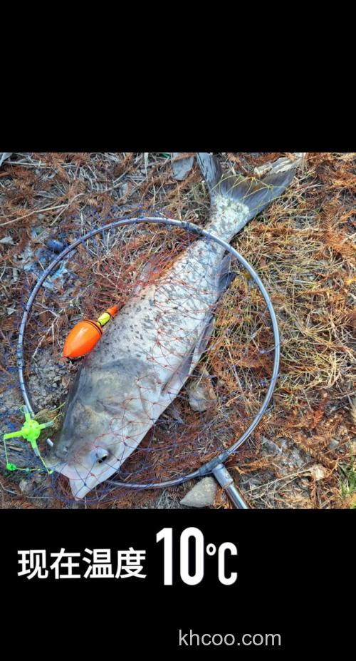 南方在冬季用酸饵仍可钓到鲢鳙鱼