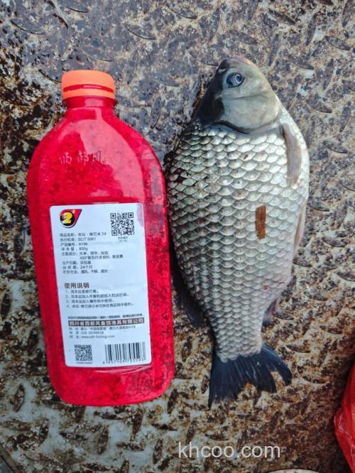 朋友给了很多武汉白鲨的鲫道鲜师（红薯鲫），不知道钓鲤鱼效果怎么样？