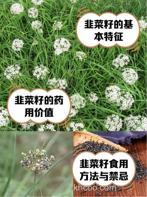 韭菜籽可以钓鱼吗？