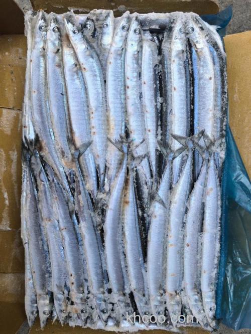 掌握这些海钓刀鱼技巧,轻松捕获美味刀鱼