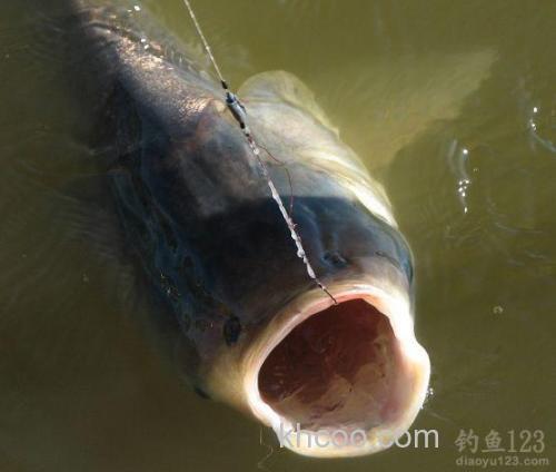 自制饼粉发酵饵料专钓鲢鱼鳙鱼有奇效