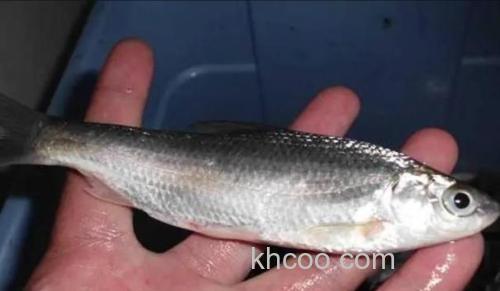 为啥白条哪么多