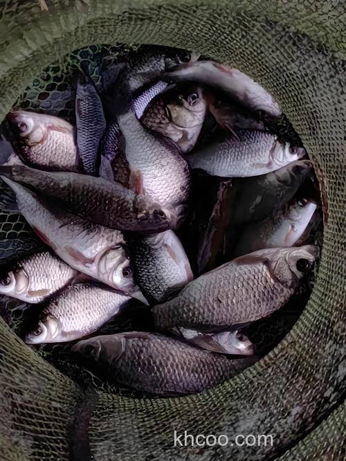 野钓鲫鱼提竿太重经常跑鱼？