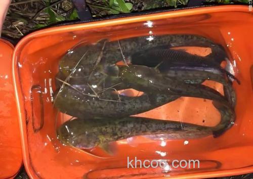 天气热白天可以钓鲶鱼吗？