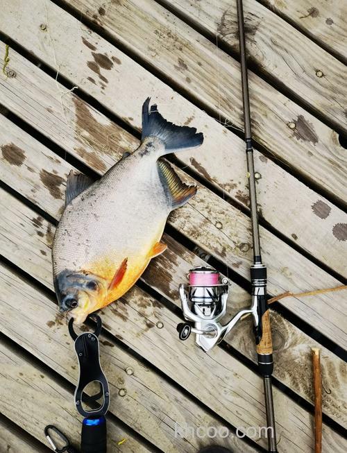 台钓鲳鱼技巧：掌握这3个钓具选择要点，显著提升你的上鱼率