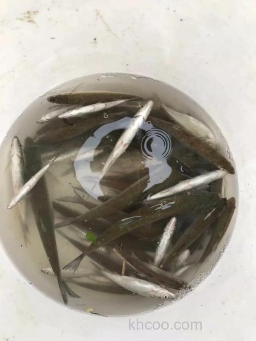 钓白条为什么老是空杆