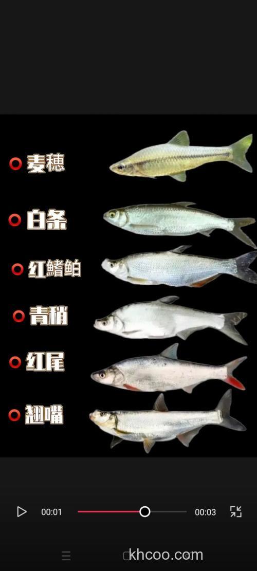 钓白条和翘嘴一般怎么看标象