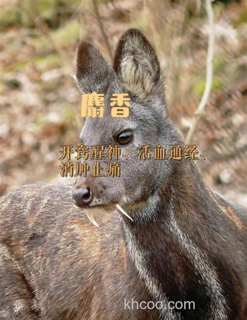 麝香王怎么用？