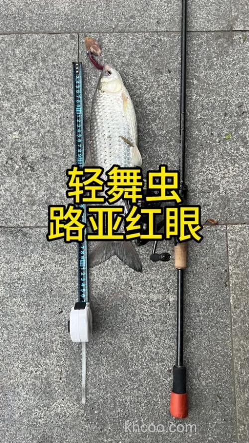 用什么昆虫钓鲤鱼？