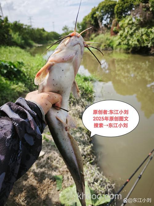 用什么钓胡子鲢最好？