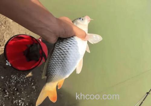 请问钓鲤鱼时……