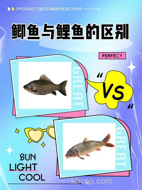 解析钓鲫鱼与钓鲤鱼的本质区别
