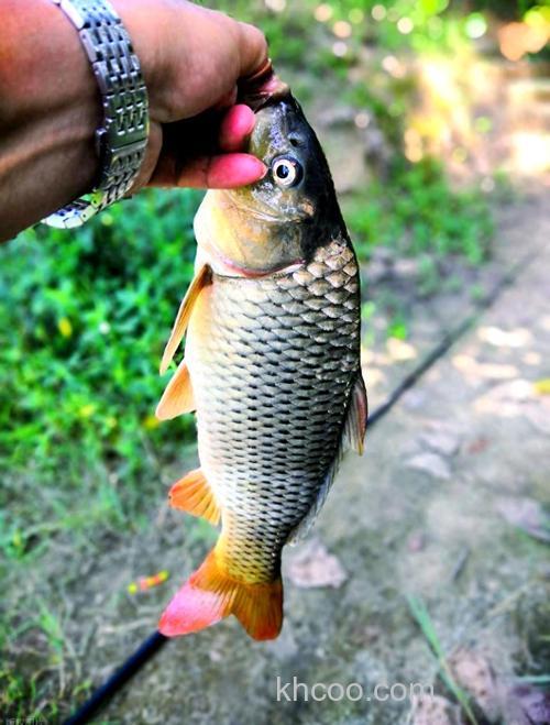 玉米面加醋能钓鲤鱼吗？