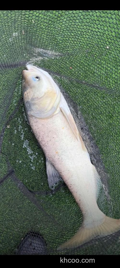 天元恨鲢鳙饵,雨天在池塘钓白鲢鱼,钓多深,水位应怎样