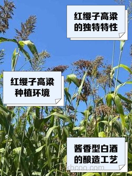 哪种高粱钓鱼最好？