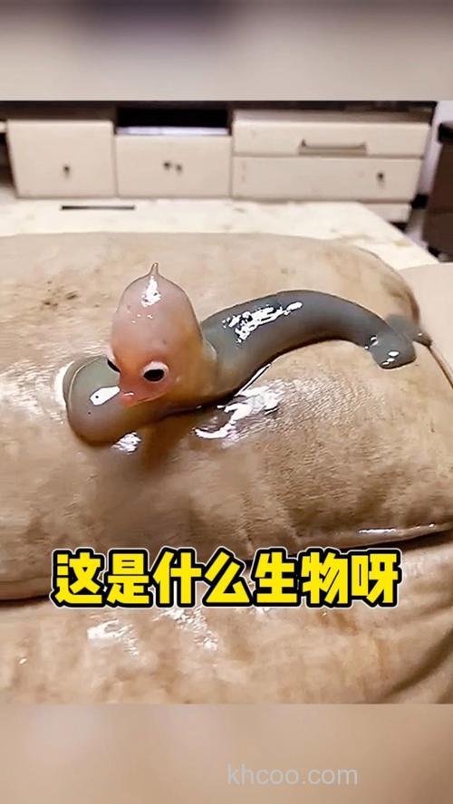 这是什么生物