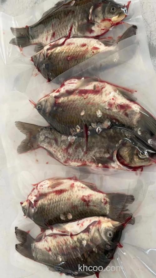 鲫鱼要怎样杀啊？拜托了各位 谢谢