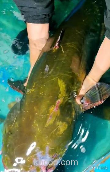 阿魏能钓黄辣丁吗？