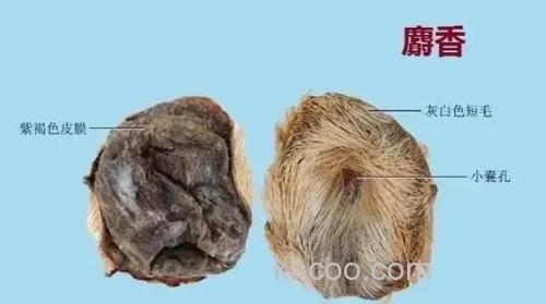 麝香底窝料为什么很香啊