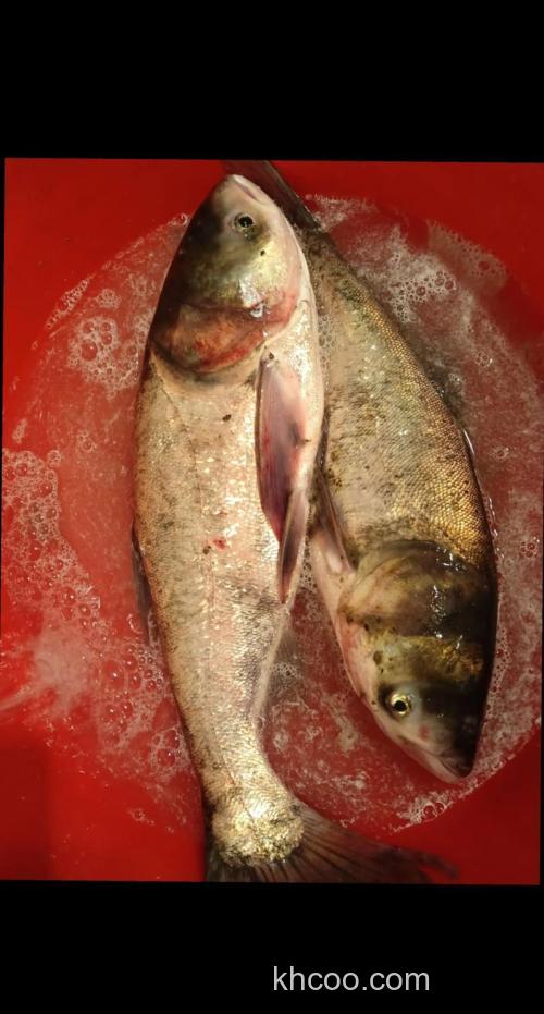 冬天花白鲢什么味型？