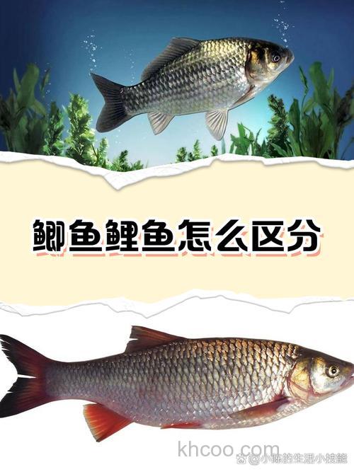 鲫鱼鲤鱼的洄游习性
