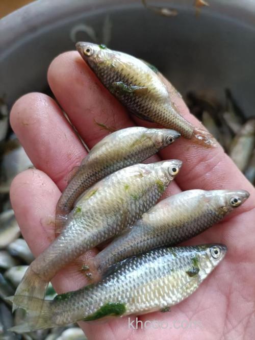 麦穗鱼什么季节最活跃？