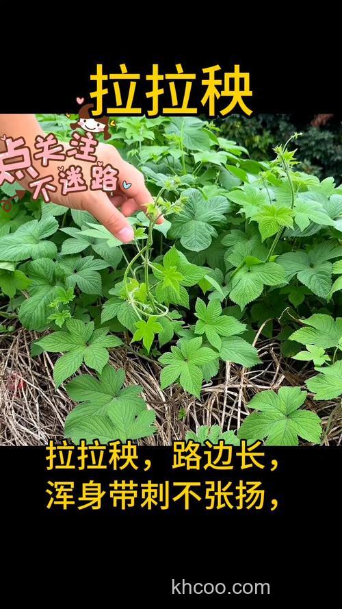 拉拉秧可以喂草鱼吗？