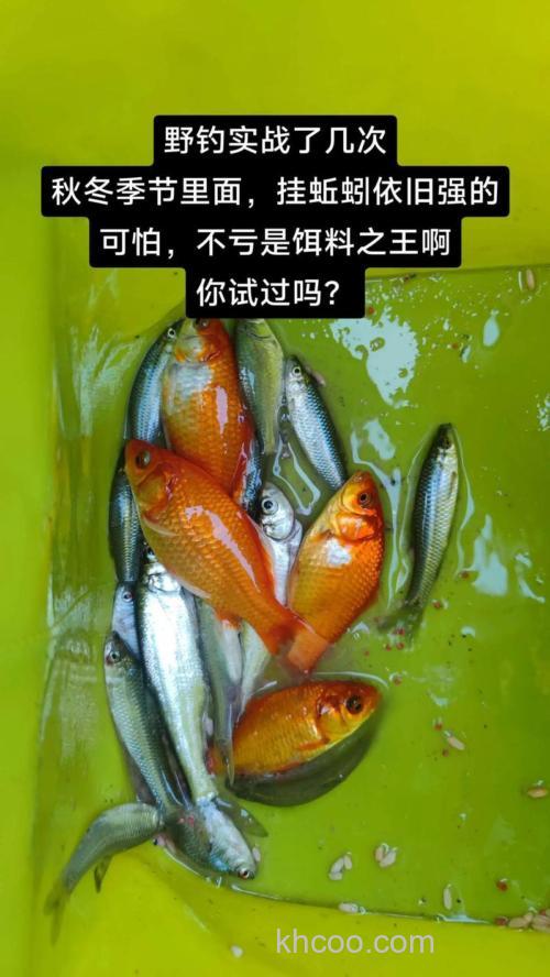 初冬钓鱼用商品饵还是蚯蚓好