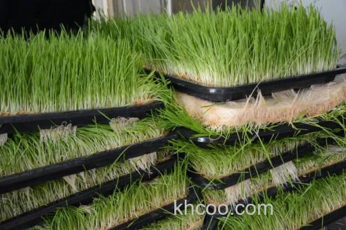 几斤水培大麦伢长一斤草鱼？