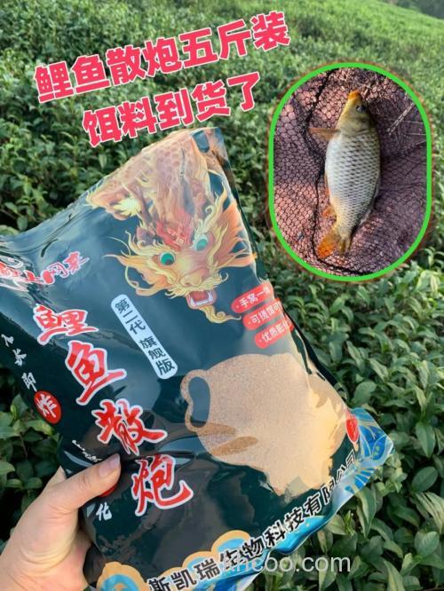 休闲塘钓鲤鱼需要带散炮吗？